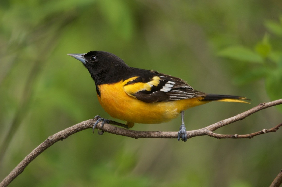 Baltimore Oriole - Anthony Coughlin