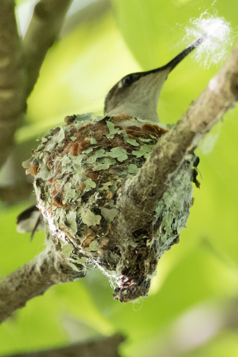 Ruby-throated Hummingbird - Harvey Rubenstein