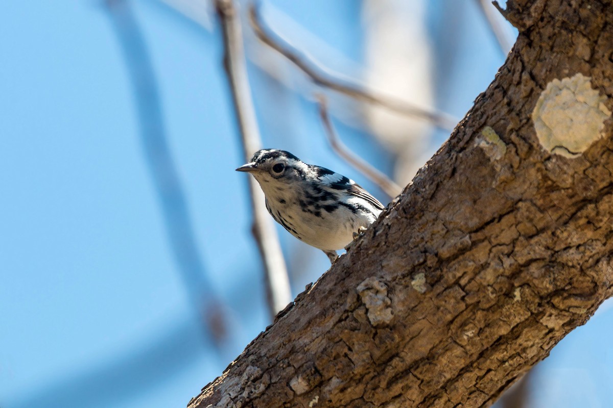 Black-and-white Warbler - ML159593621