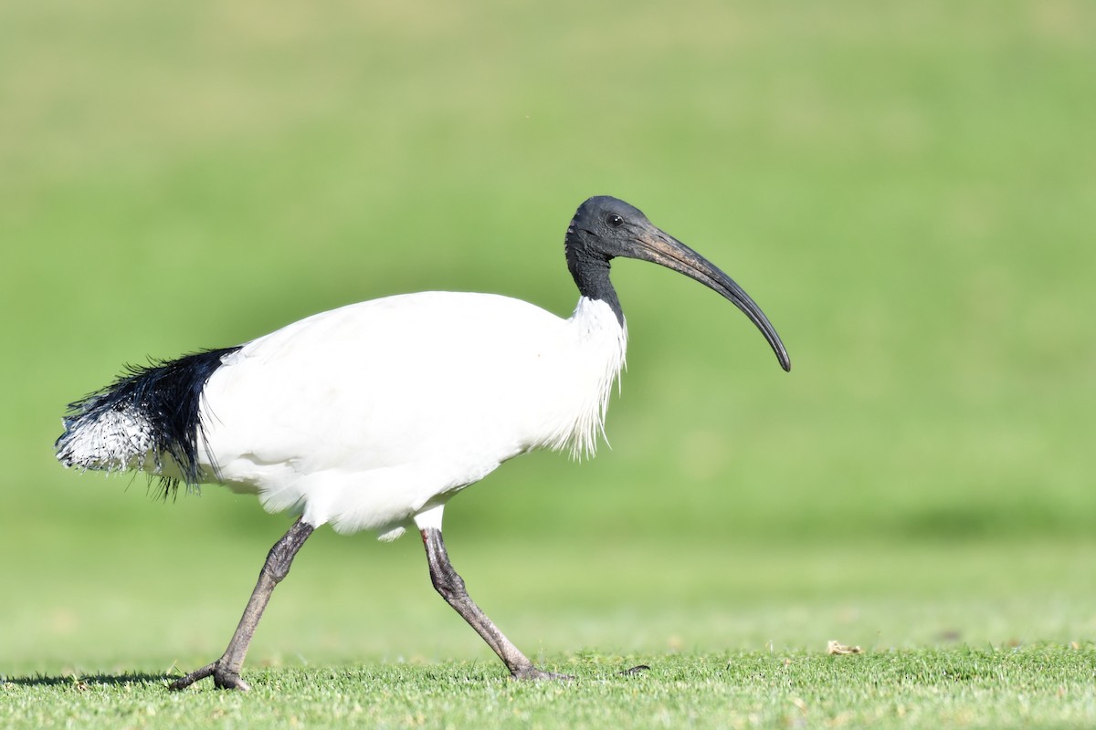 ibis australský - ML159595401