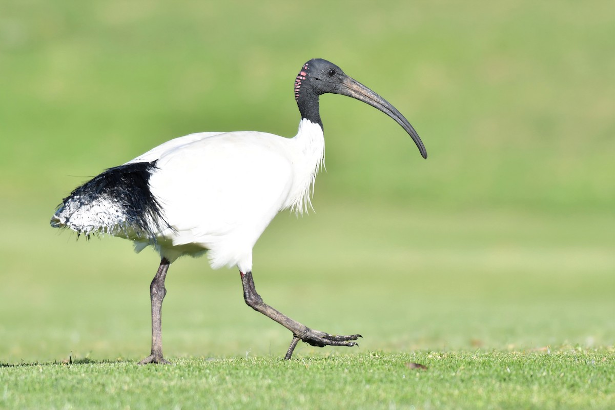 ibis australský - ML159595481