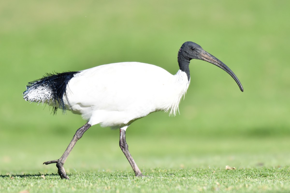 ibis australský - ML159595501