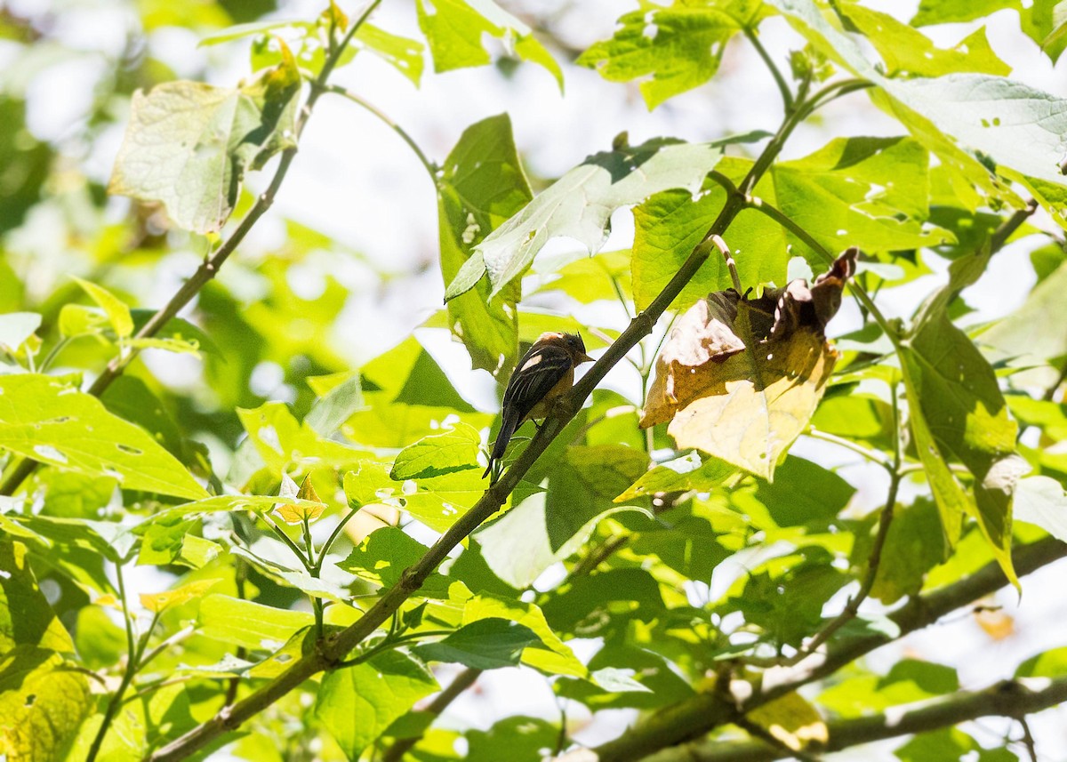 Tufted Flycatcher (Mexican) - ML159599611