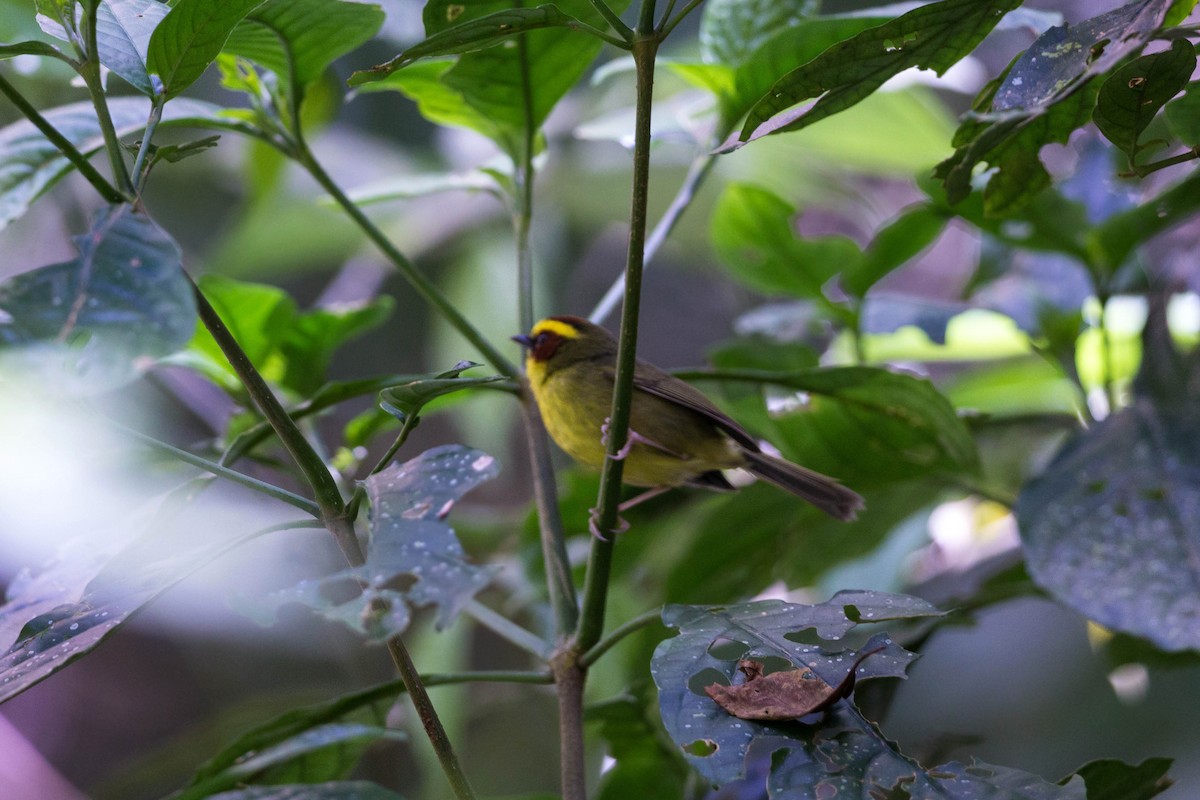 Golden-browed Warbler - William Clark