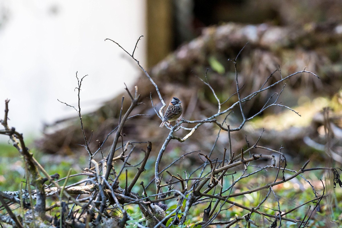 Rufous-collared Sparrow - William Clark