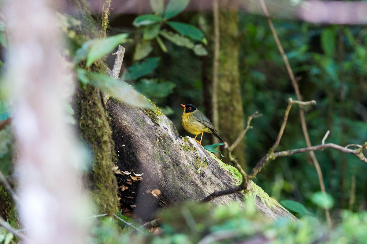 Yellow-throated Nightingale-Thrush - ML159600161