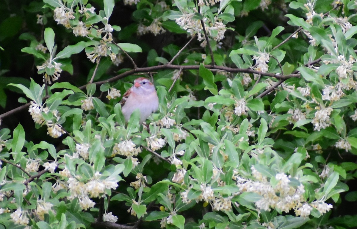 Field Sparrow - Norwood Frederick