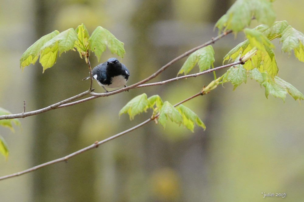 Black-throated Blue Warbler - Julie Tremblay (Pointe-Claire)