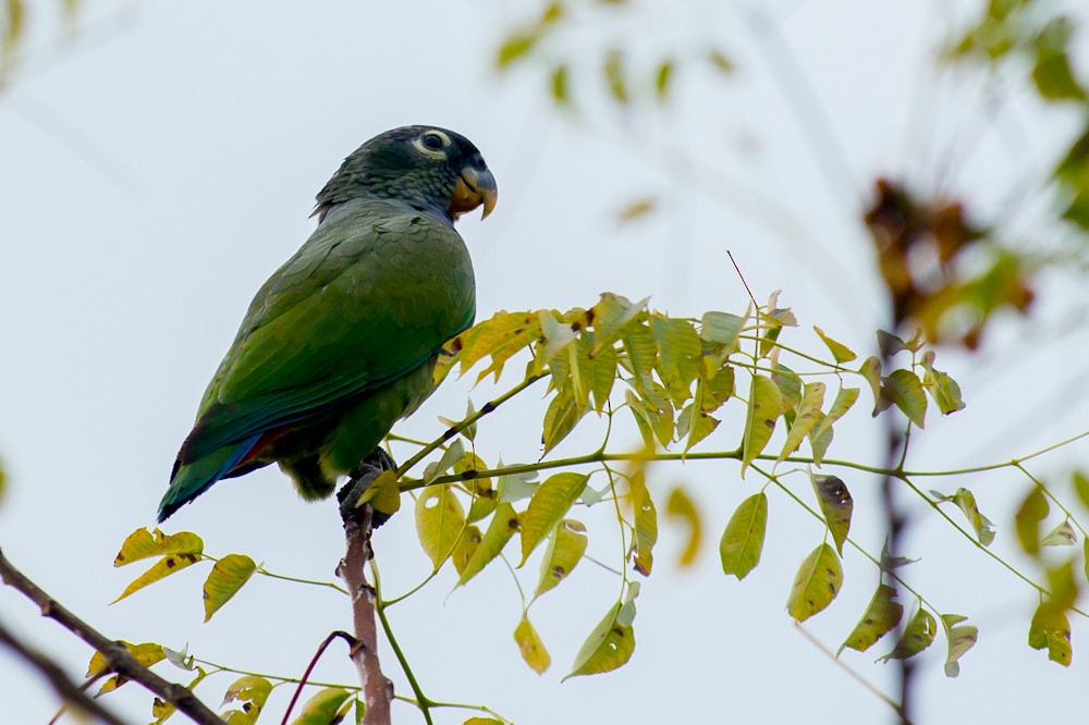 Scaly-headed Parrot - Joao Quental JQuental
