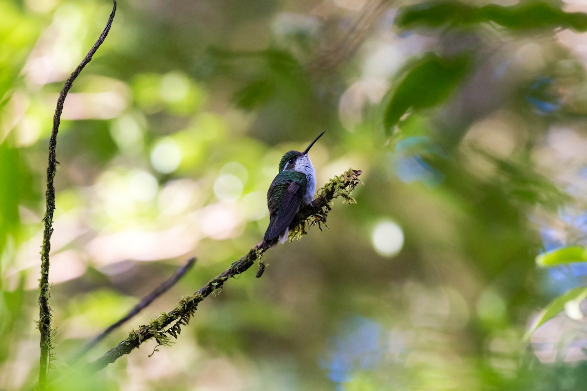 kolibřík salvadorský - ML159602111