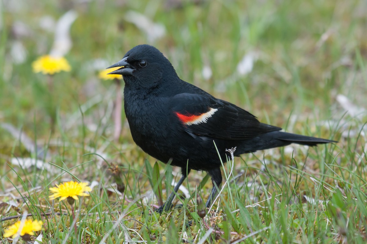 Red-winged Blackbird - Etienne Artigau🦩