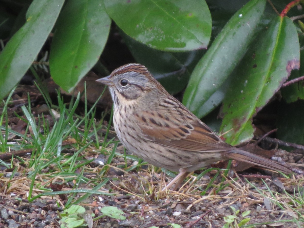 Lincoln's Sparrow - Jerry Smith