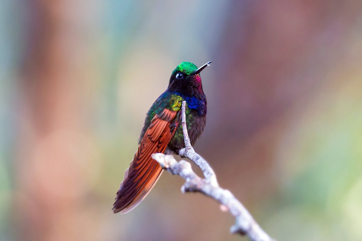 Garnet-throated Hummingbird - ML159609571