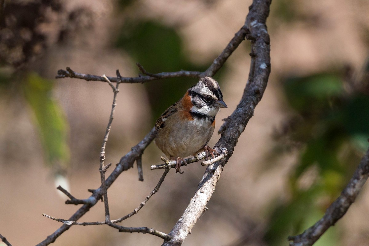 Rufous-collared Sparrow - William Clark