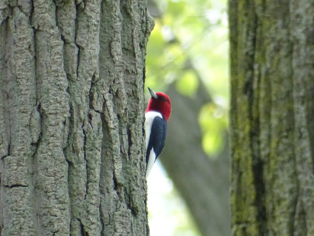 Red-headed Woodpecker - ML159612591