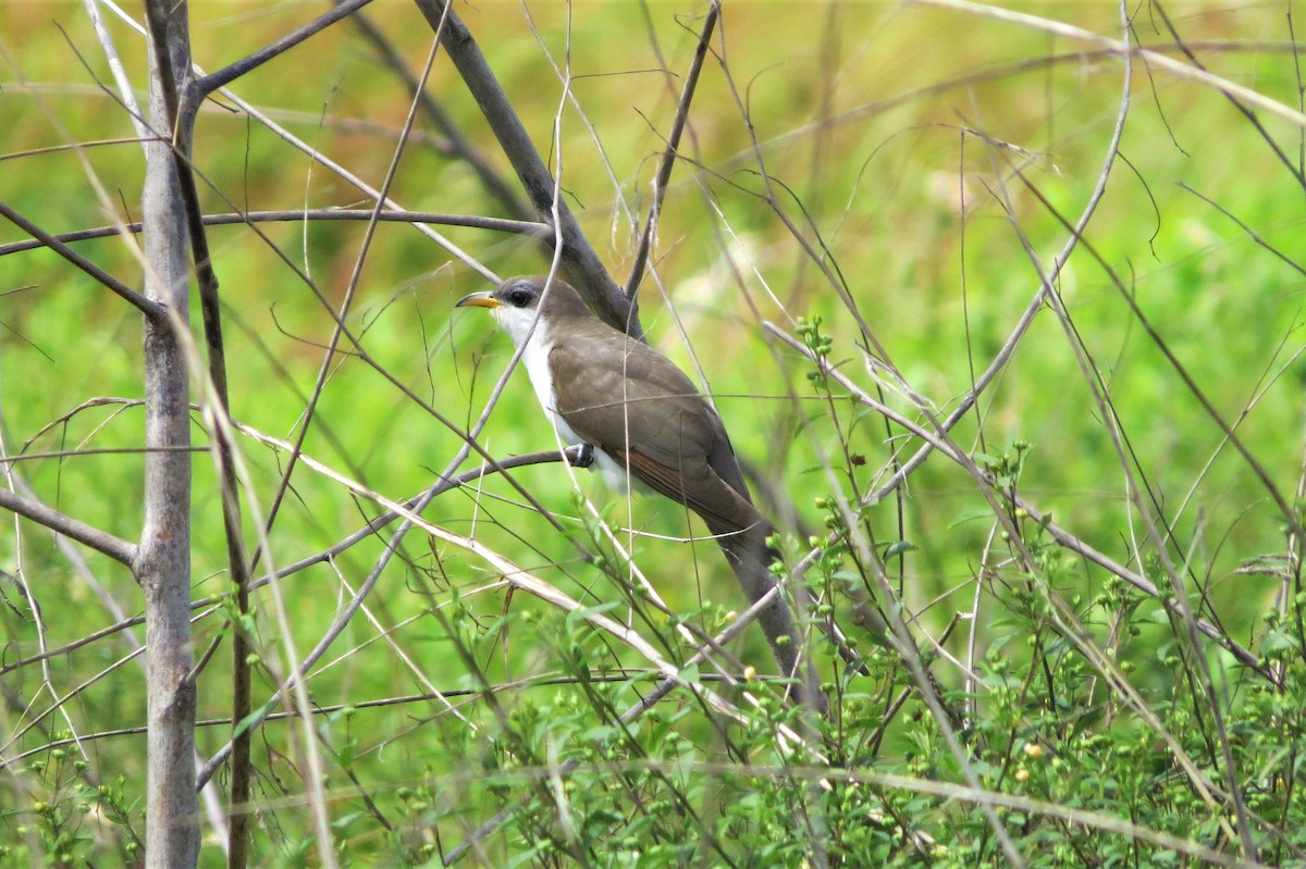 Yellow-billed Cuckoo - Dominic Le Croissette