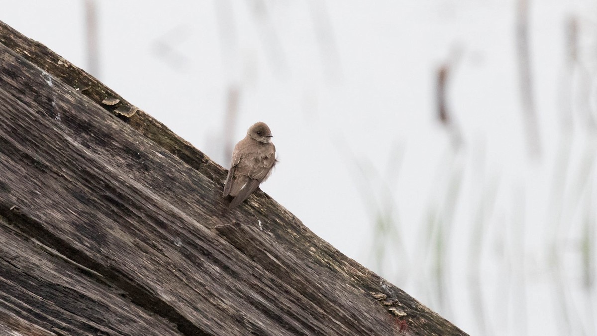 Northern Rough-winged Swallow - ML159613661