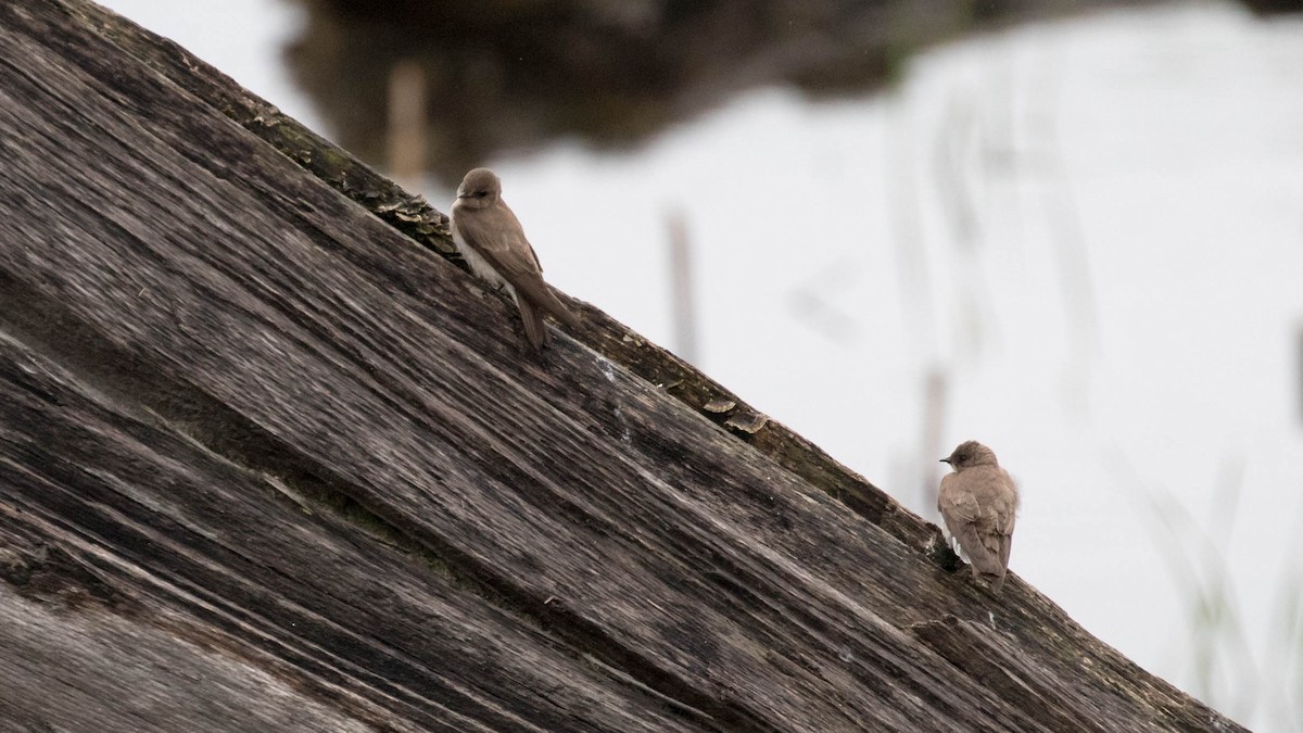 Northern Rough-winged Swallow - ML159613671