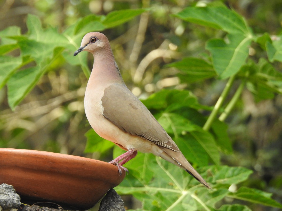 White-tipped Dove - Monica Hesles