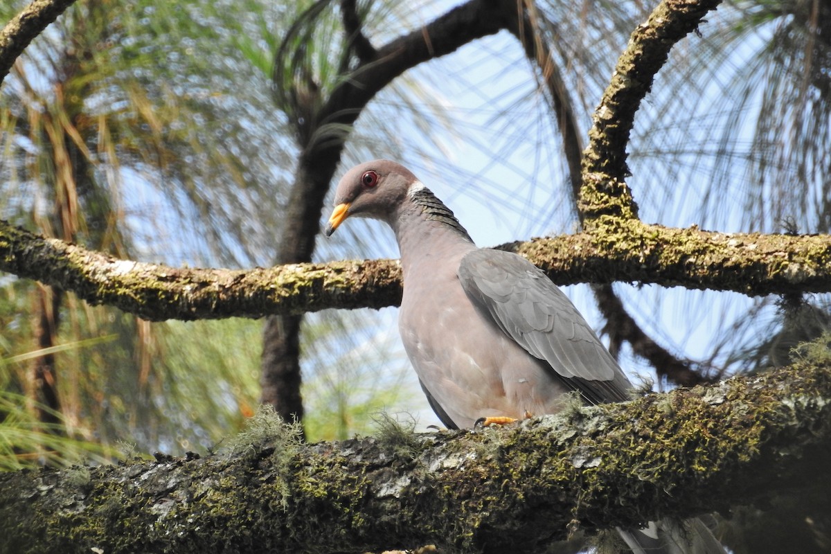 Band-tailed Pigeon - Héctor Moncada