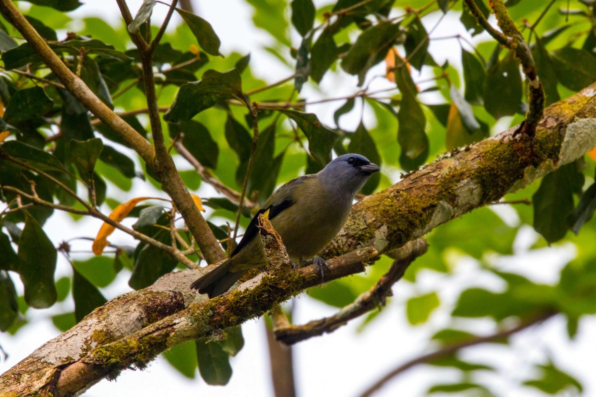 Yellow-winged Tanager - William Clark