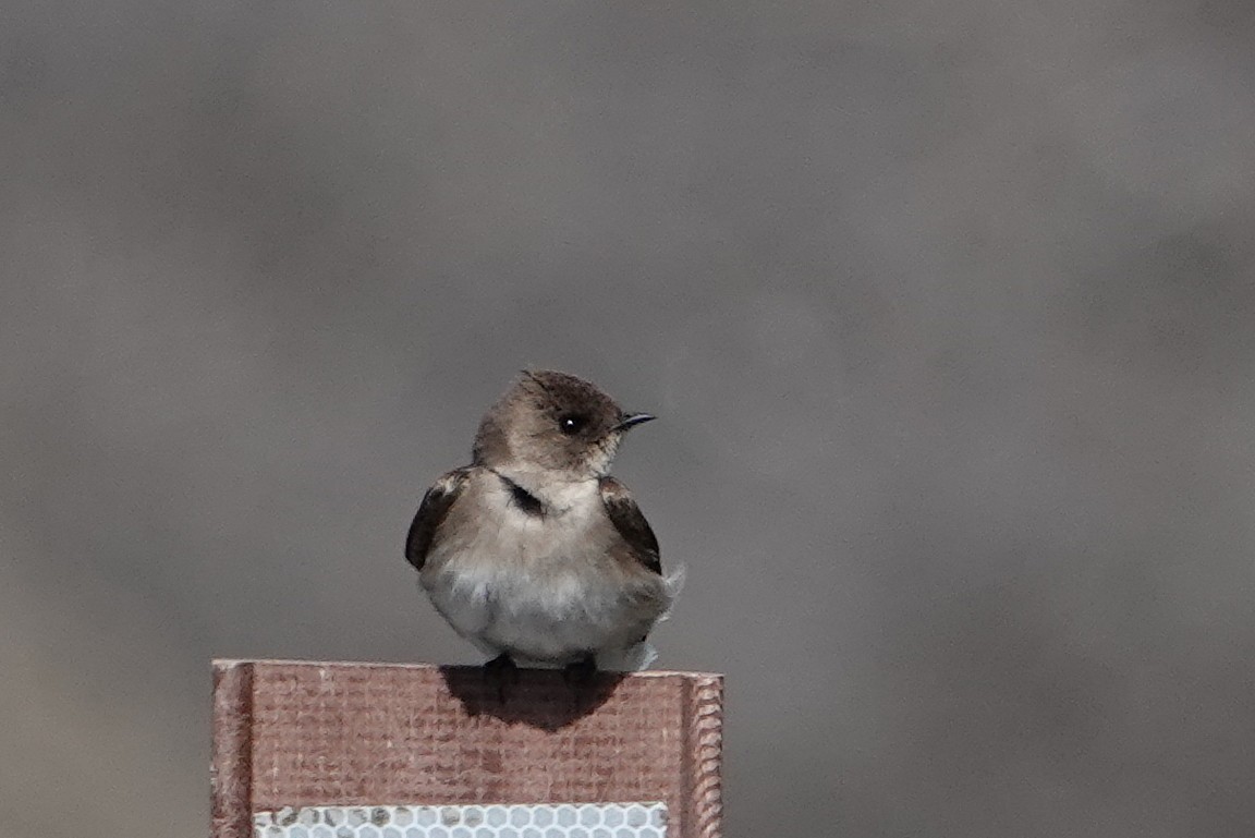 Northern Rough-winged Swallow - Phil Bartley