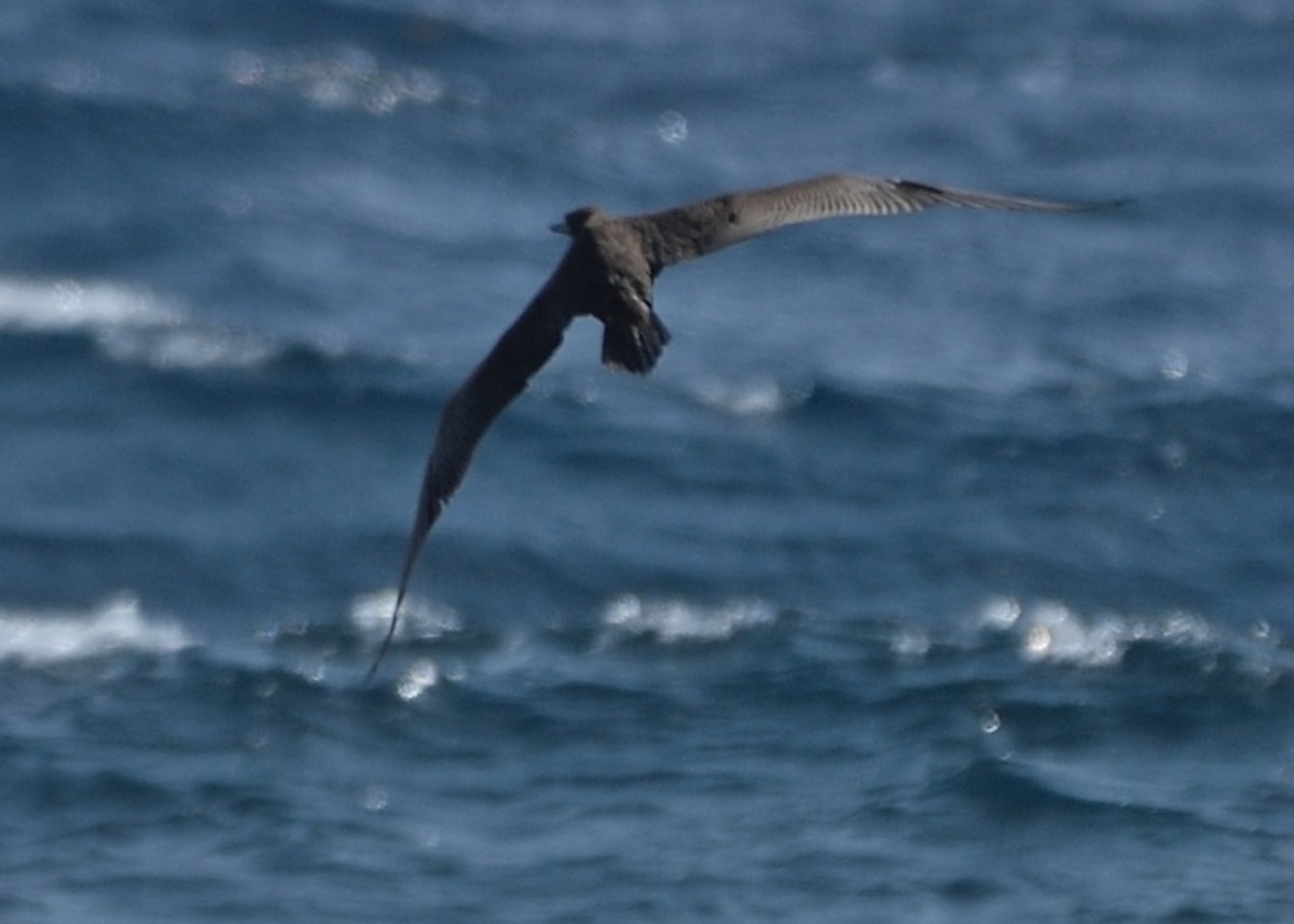 Brown Booby - ML159625311