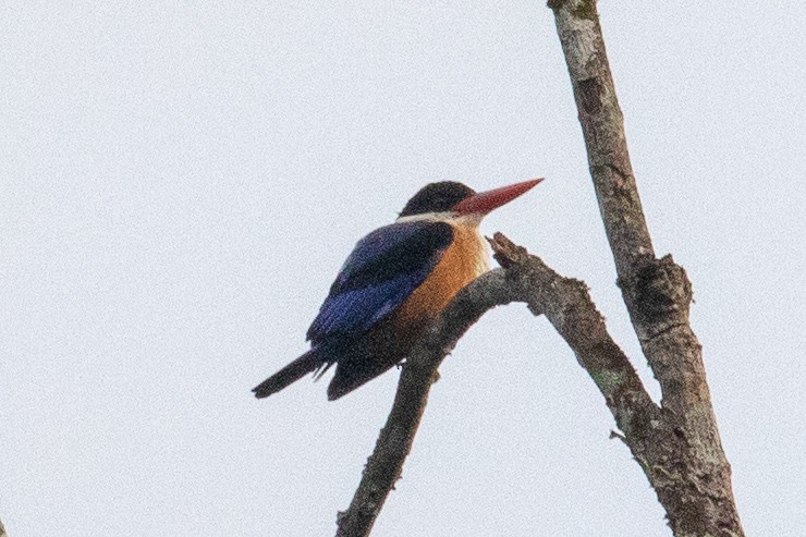 Black-capped Kingfisher - Steve McInnis