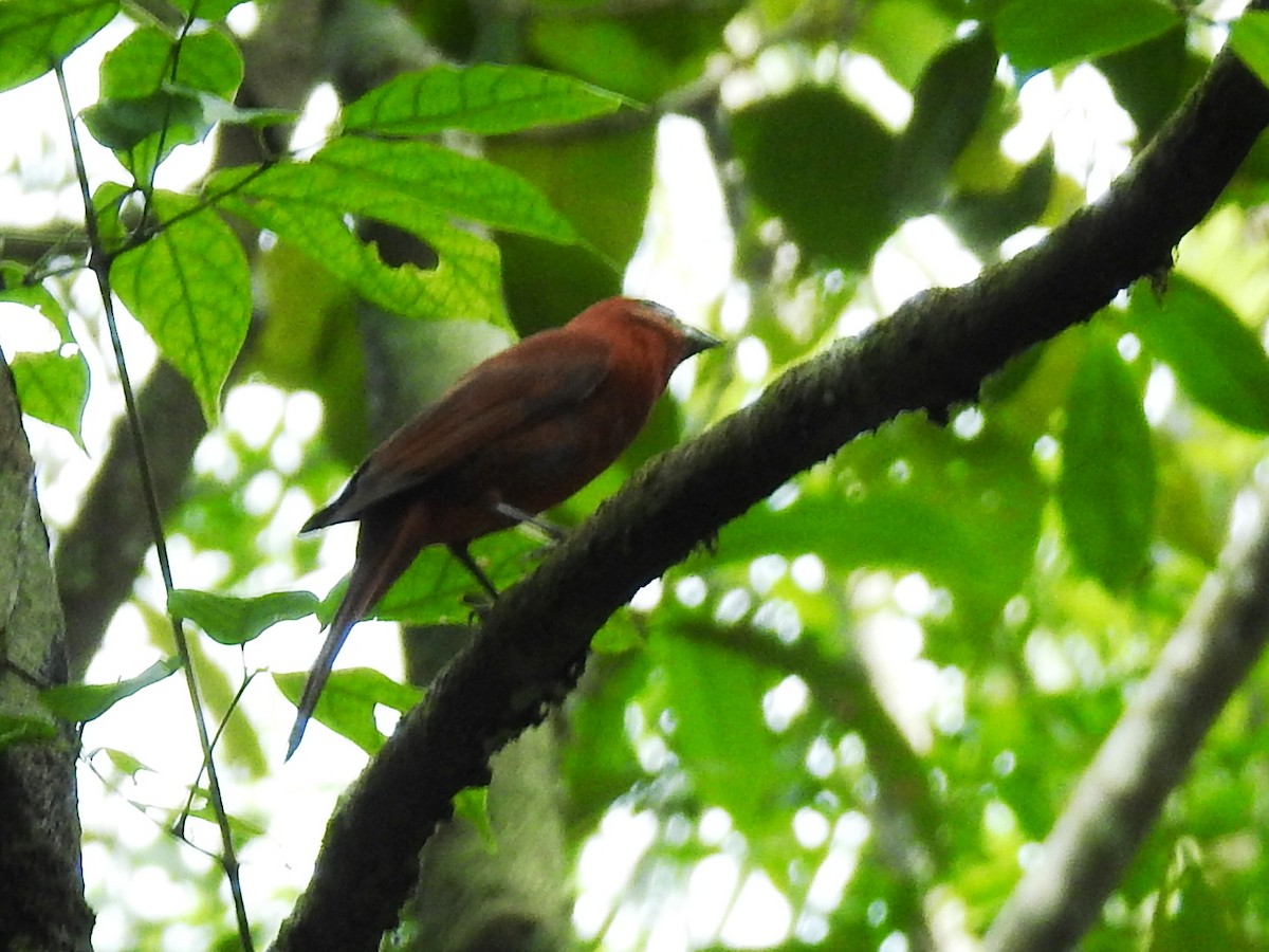 Red-crowned Ant-Tanager (Northern) - ML159630201