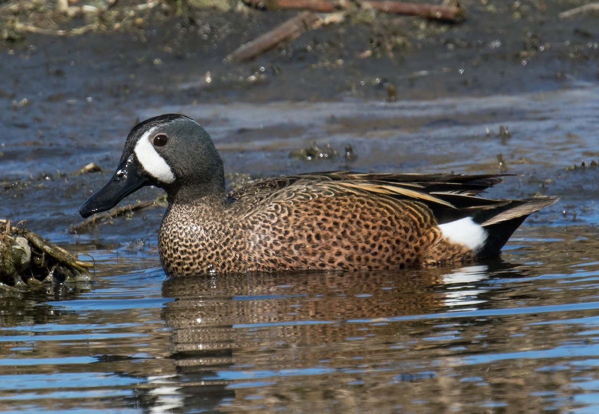 Blue-winged Teal - ML159631301