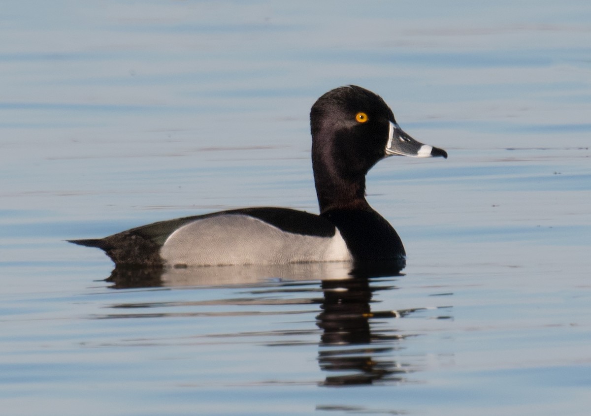 Ring-necked Duck - ML159631831