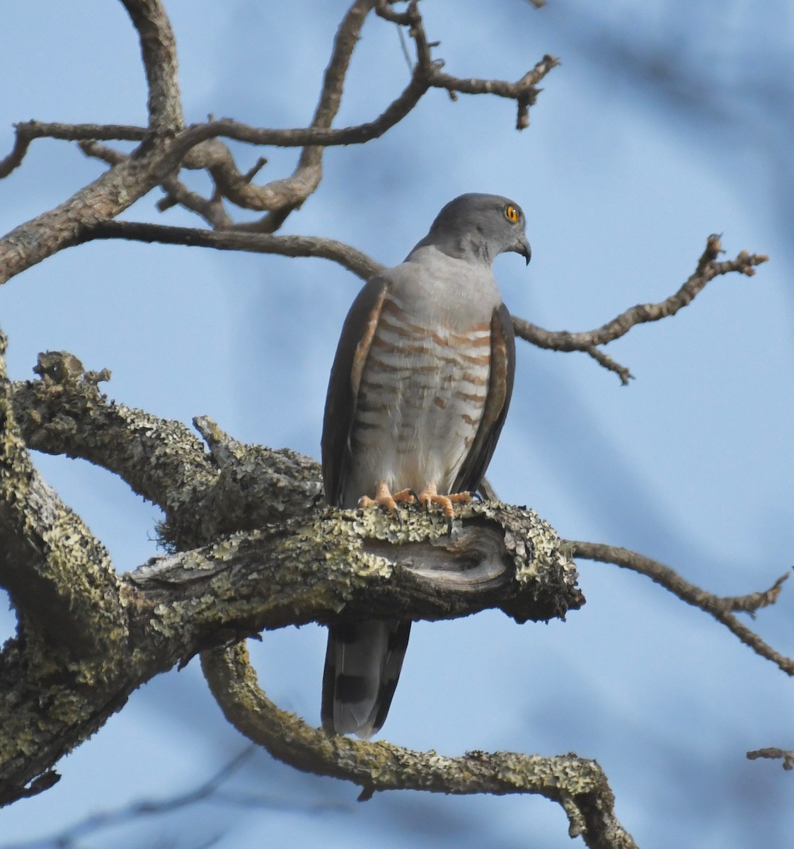 African Cuckoo-Hawk - ML159632271