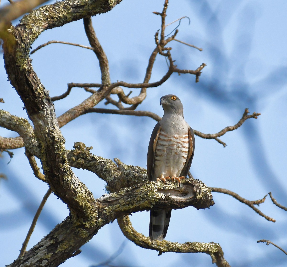 African Cuckoo-Hawk - ML159632301