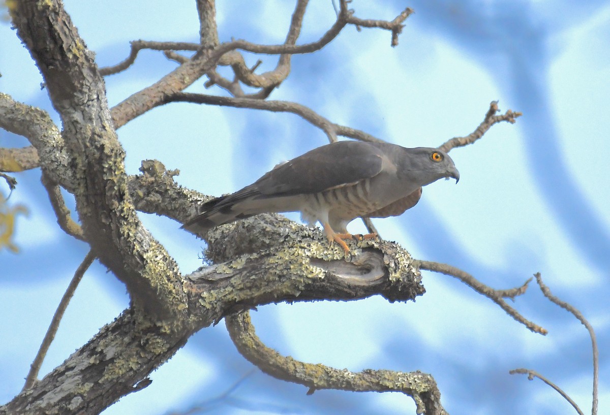 African Cuckoo-Hawk - ML159632321