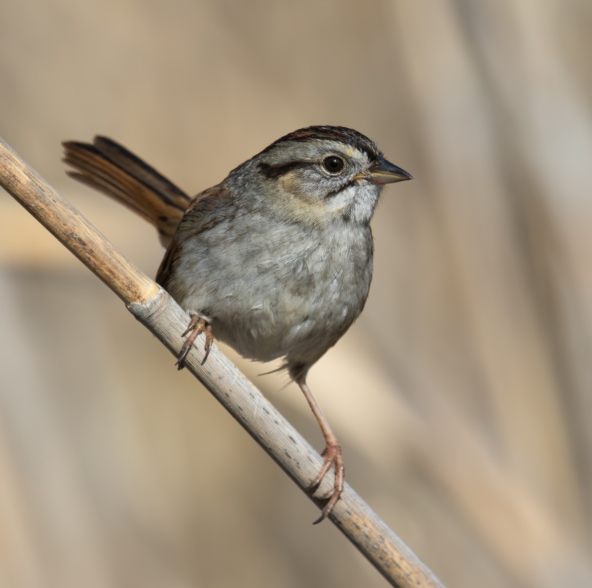 Swamp Sparrow - ML159632561
