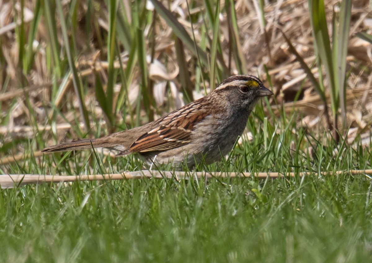 White-throated Sparrow - Darlene Friedman