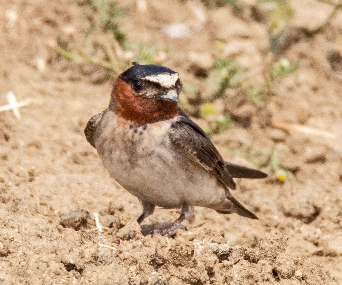 Cliff Swallow - Margaret & Fred Parkes