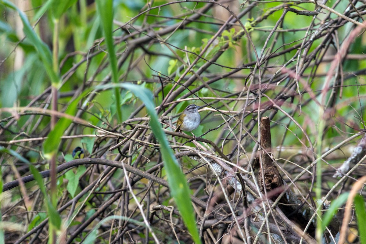Green-backed Sparrow - ML159633451
