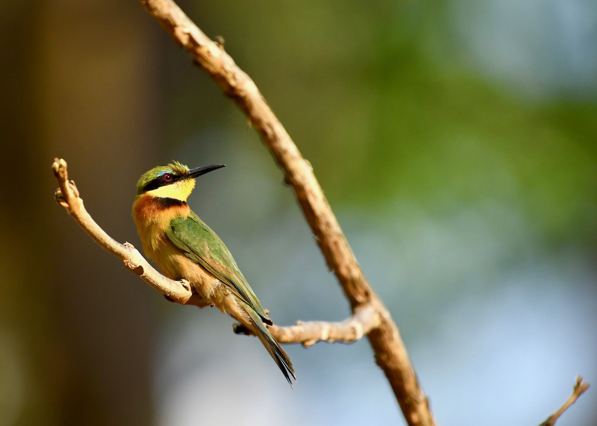 Cinnamon-chested Bee-eater - Theresa Bucher