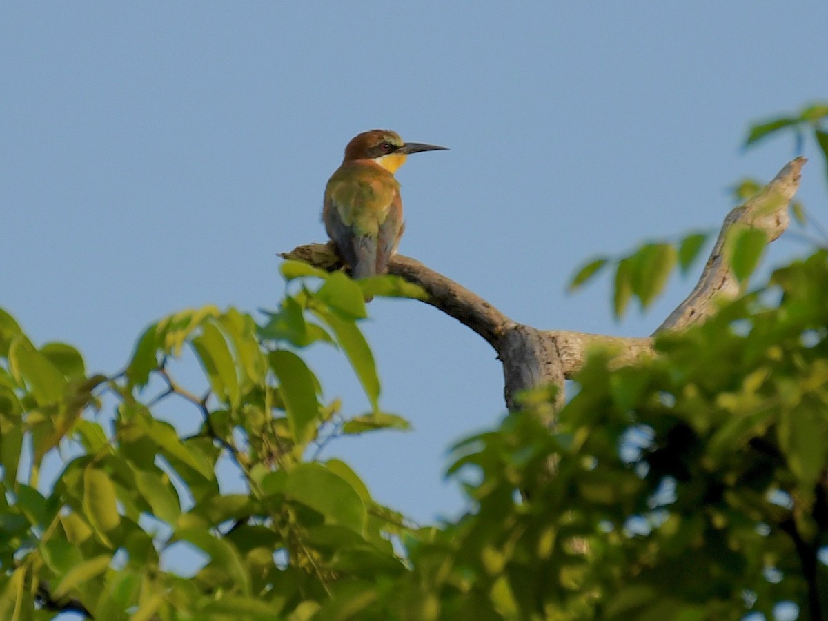 European Bee-eater - ML159636141