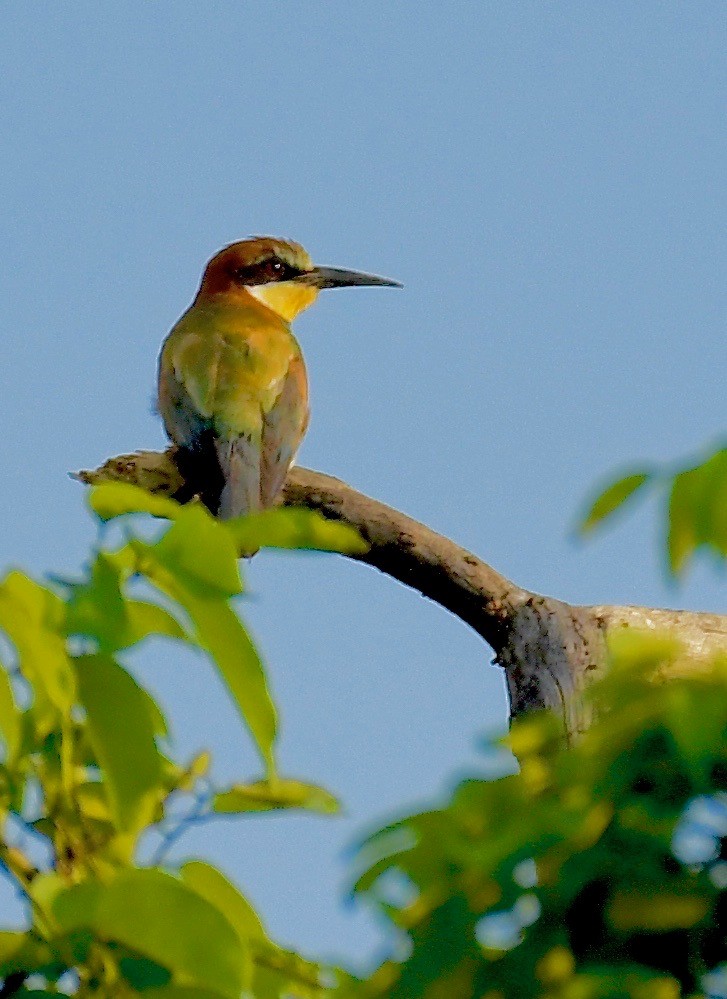 European Bee-eater - ML159636181