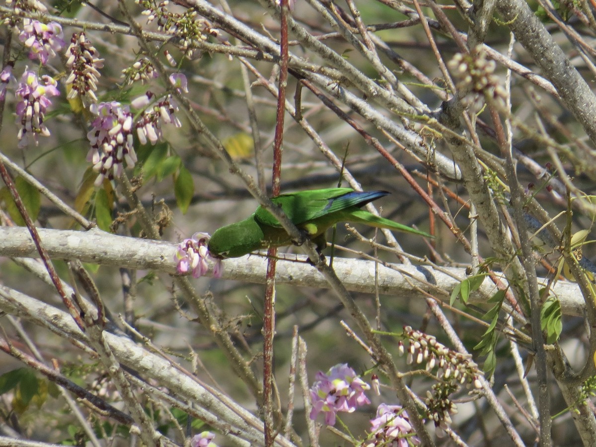 Olive-throated Parakeet - Lily Douglas