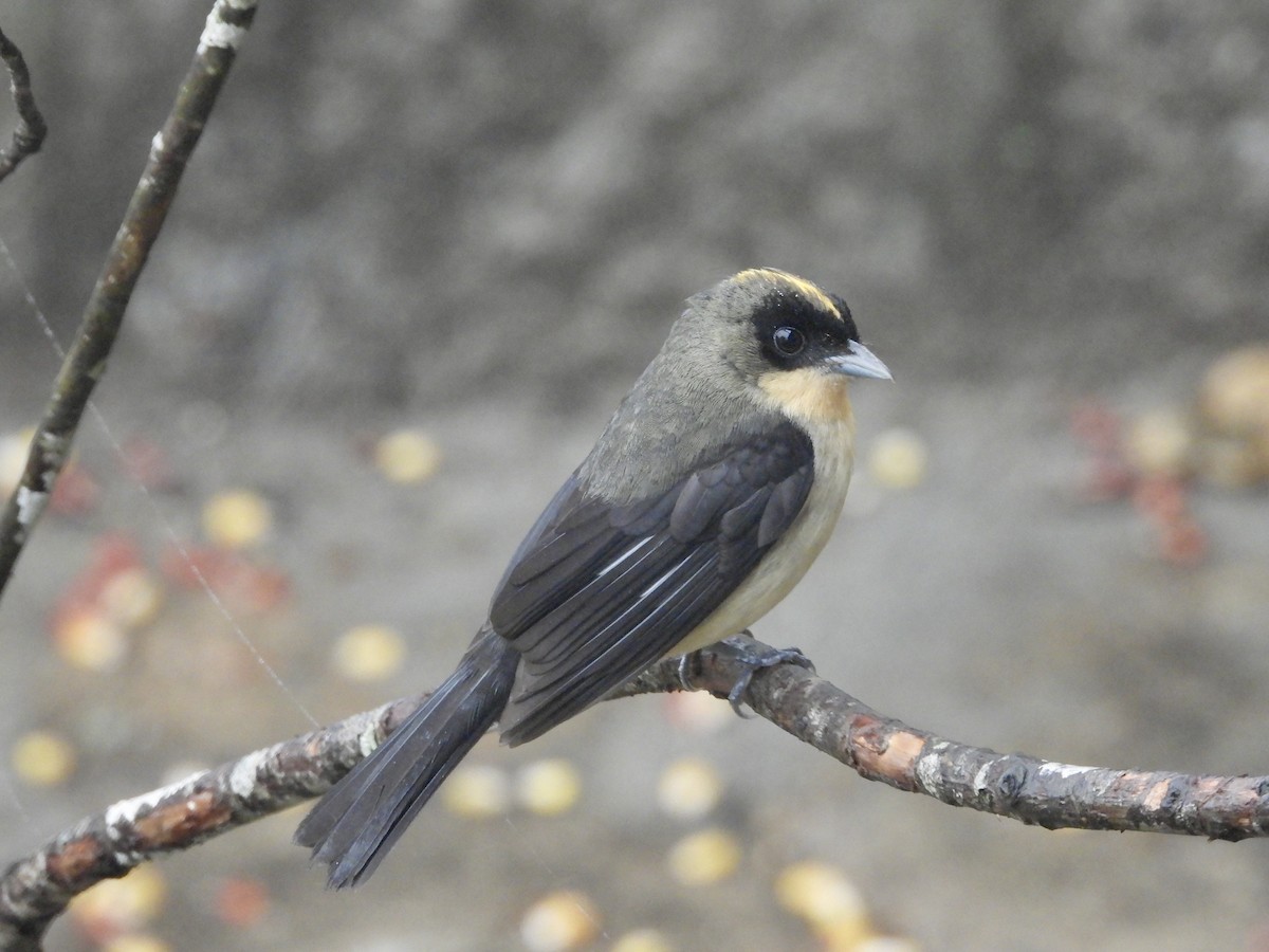 Black-goggled Tanager - ML159646501