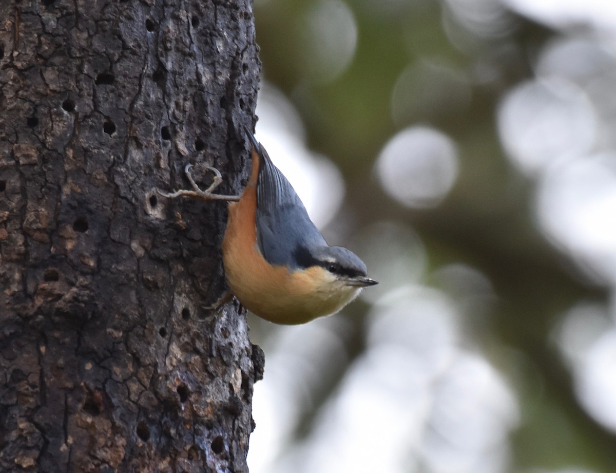 White-tailed Nuthatch - ML159649361