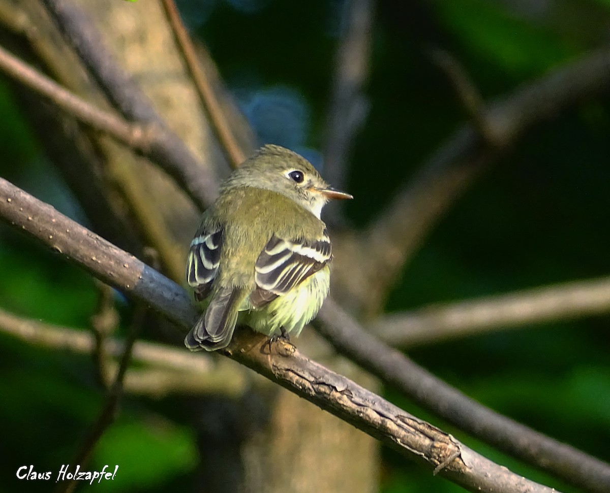 Least Flycatcher - Claus Holzapfel