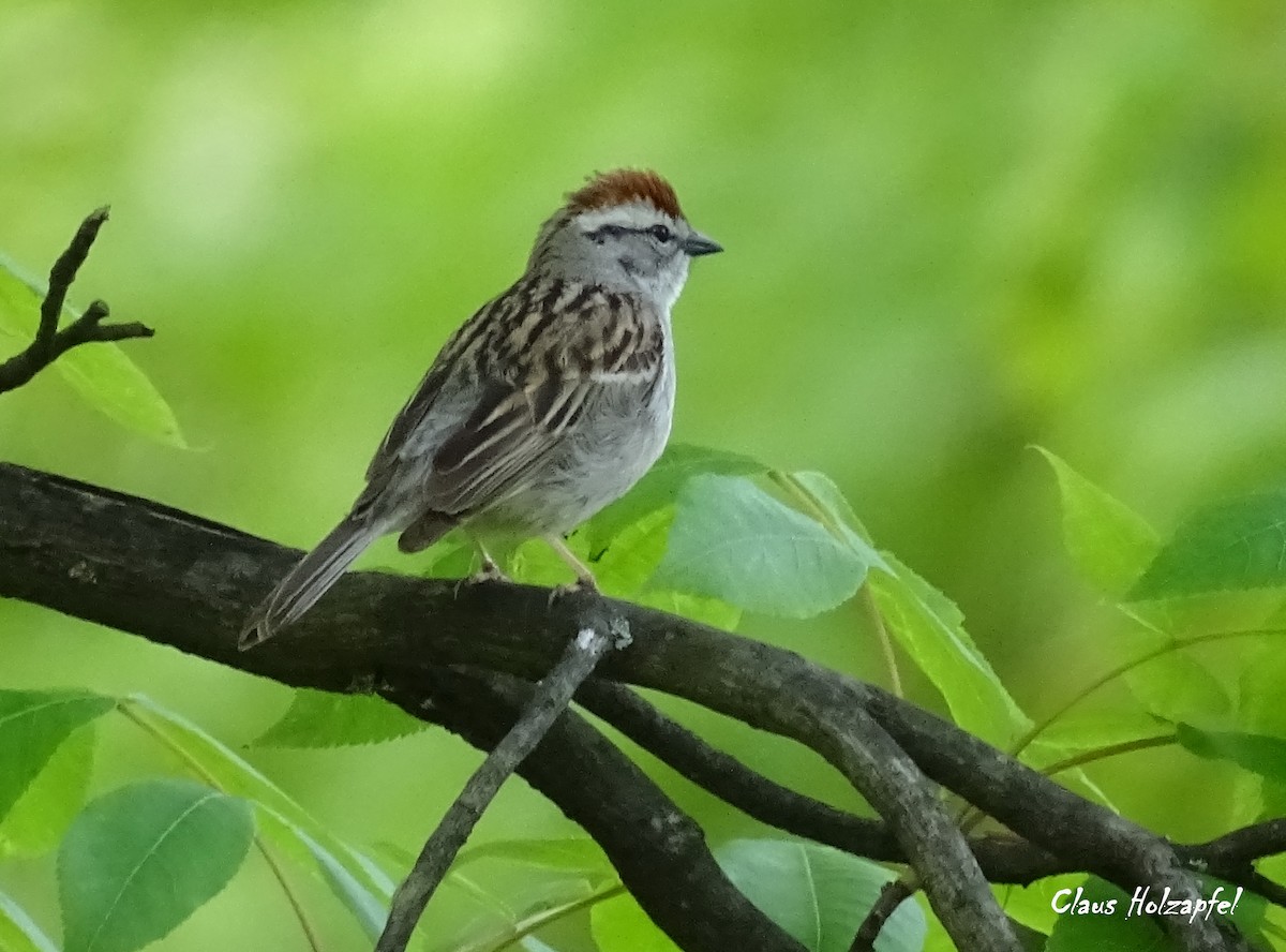 Chipping Sparrow - Claus Holzapfel