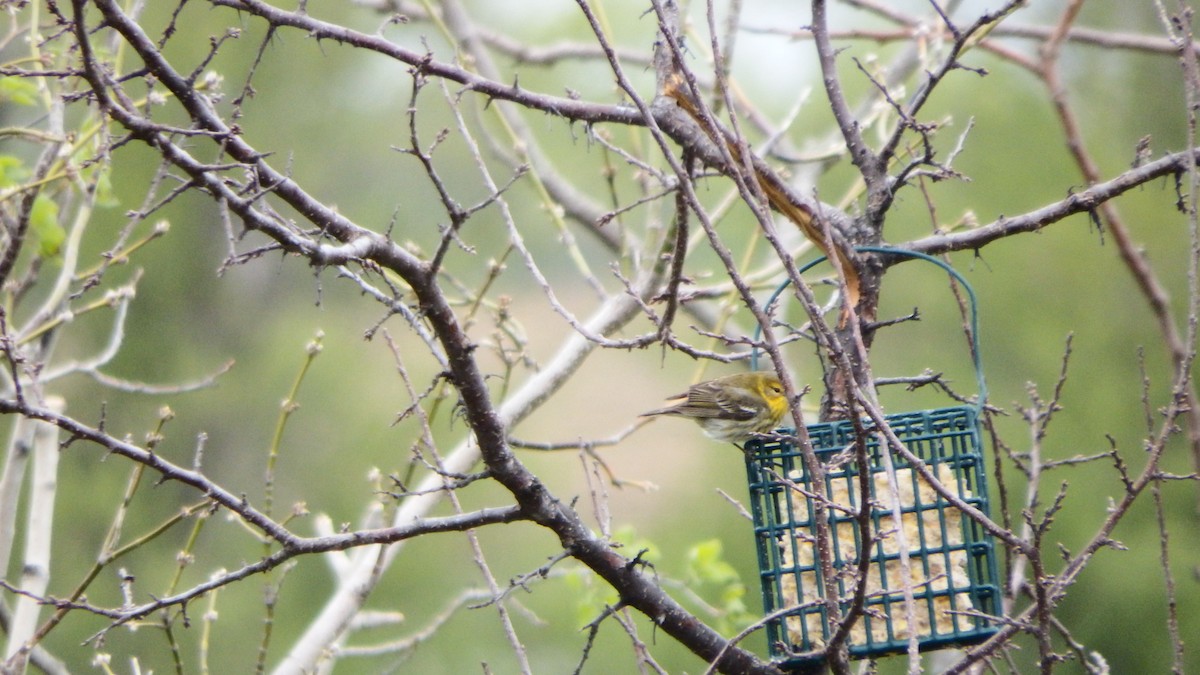 Cape May Warbler - ML159652811