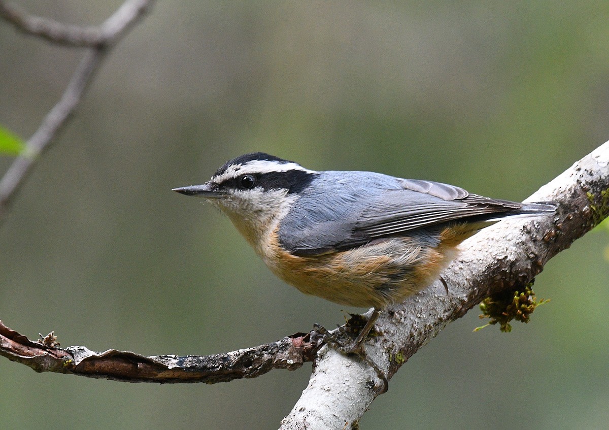 Red-breasted Nuthatch - ML159654261