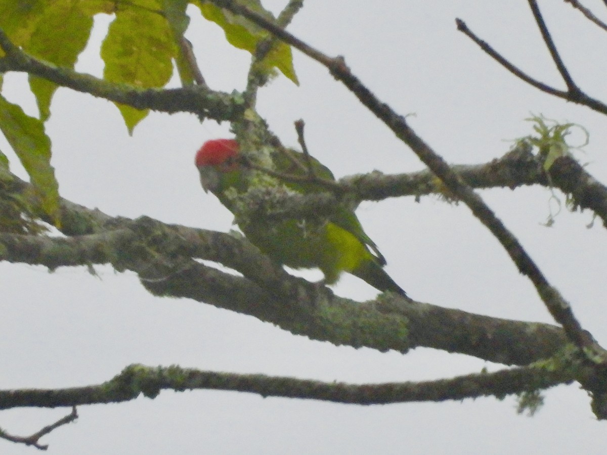 Pileated Parrot - ML159655421