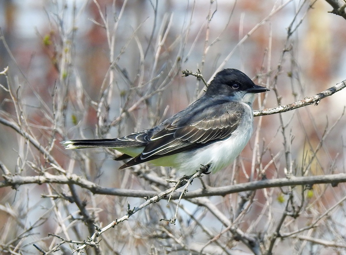 Eastern Kingbird - td birder